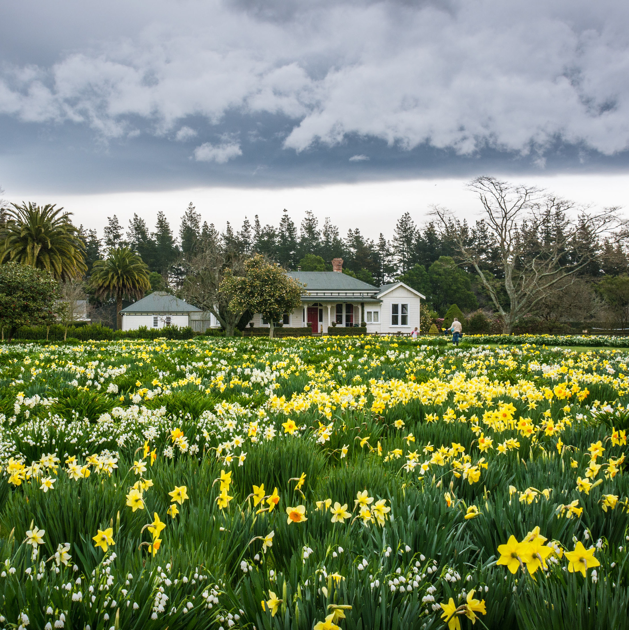 Daffodil field in nZ