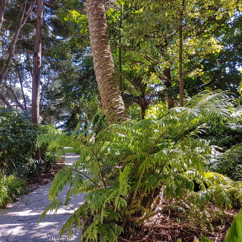 A king fern in the Native Garden area