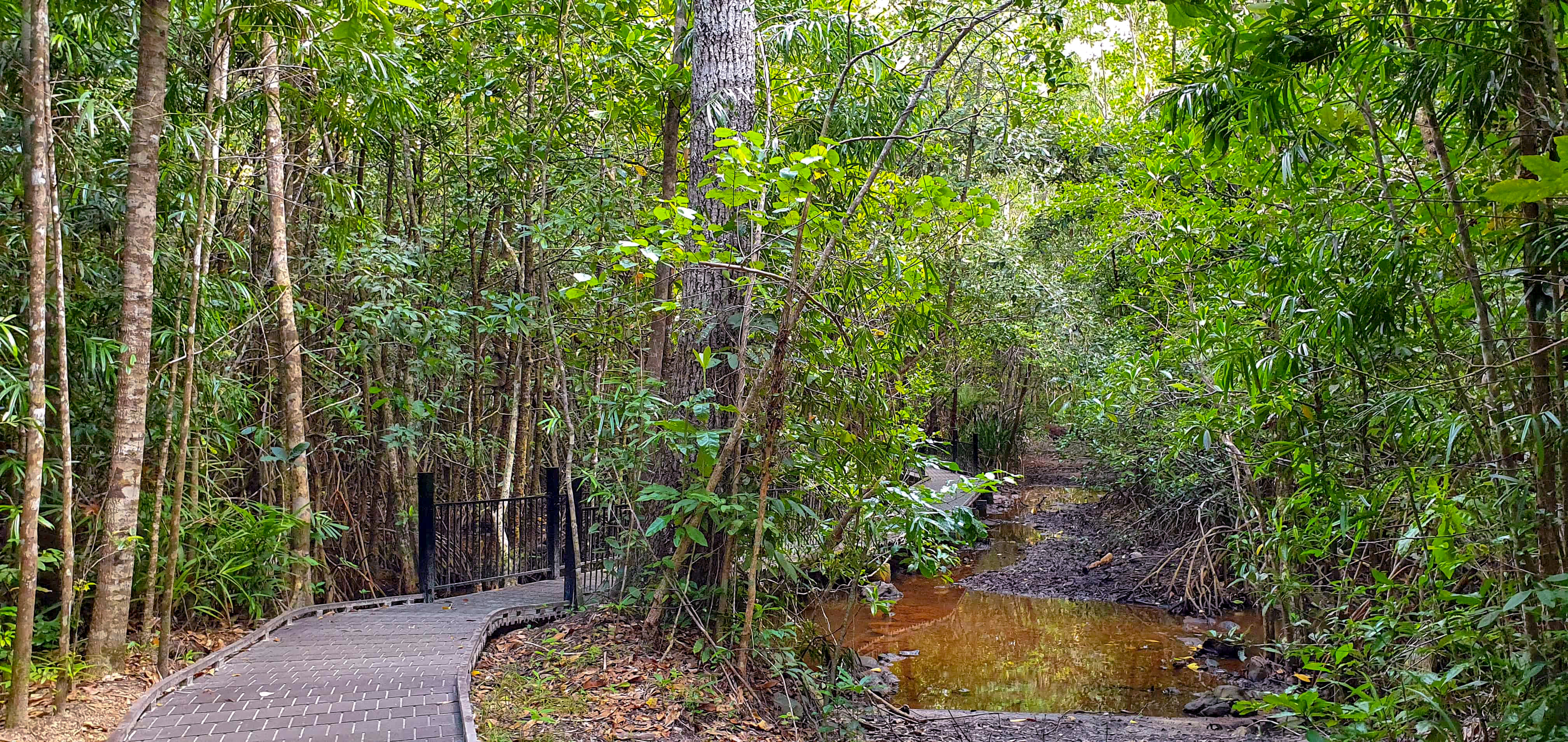 Mangrove walk bridge
